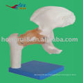 Modelo de articulación de cadera de tamaño natural